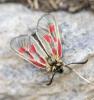 Zygaena exulans